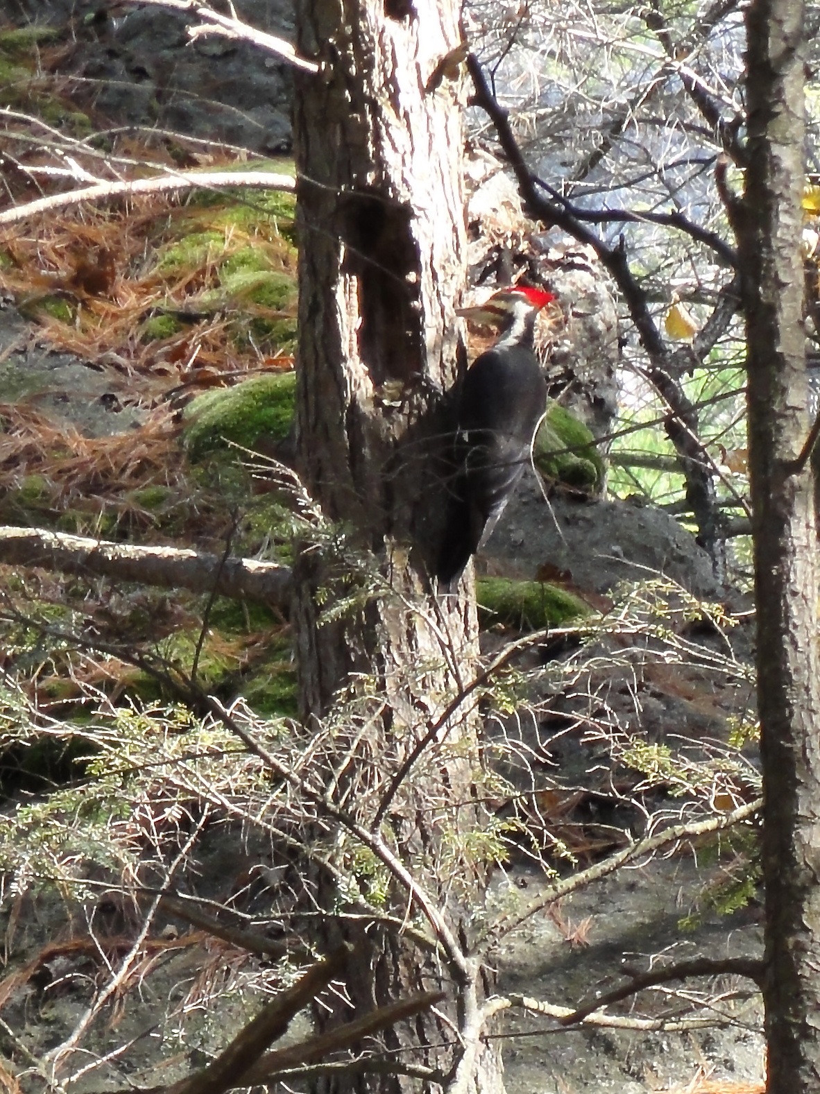 White Billed Pileated Woodpecker