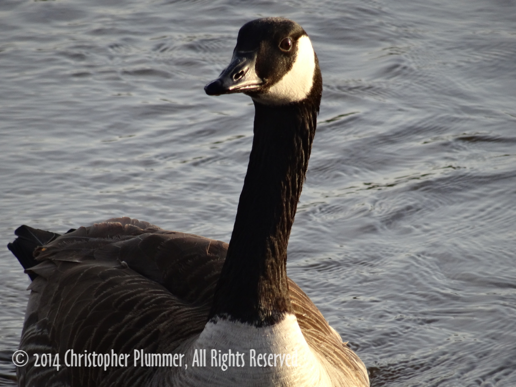 Looking Ahead to ShadFest