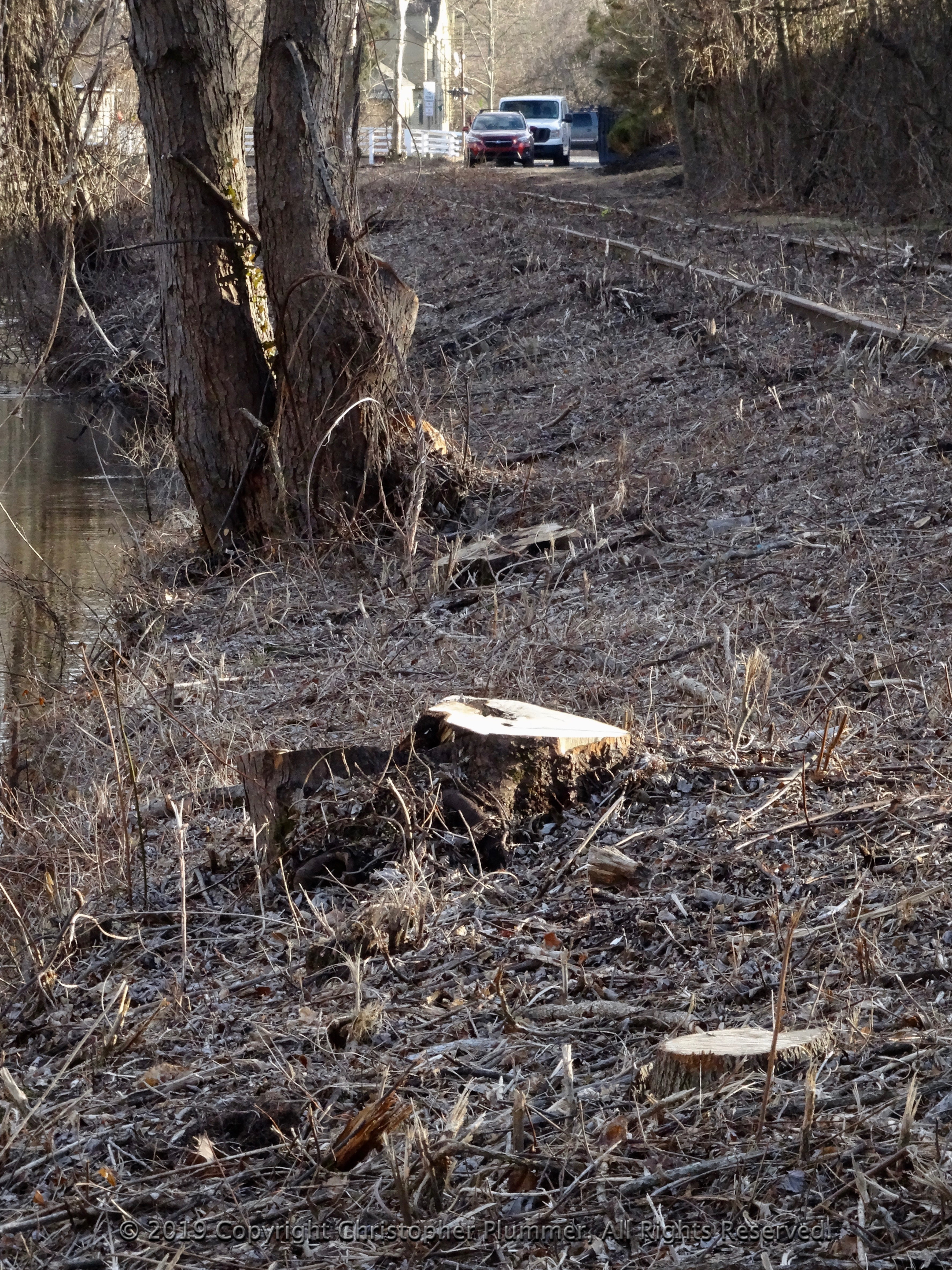 Tree Stumps and Survivor Guilt on the Canal Path-011