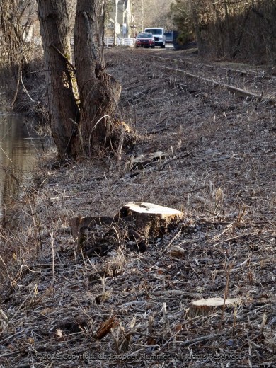 Tree Stumps and Survivor Guilt on the Canal Path-011