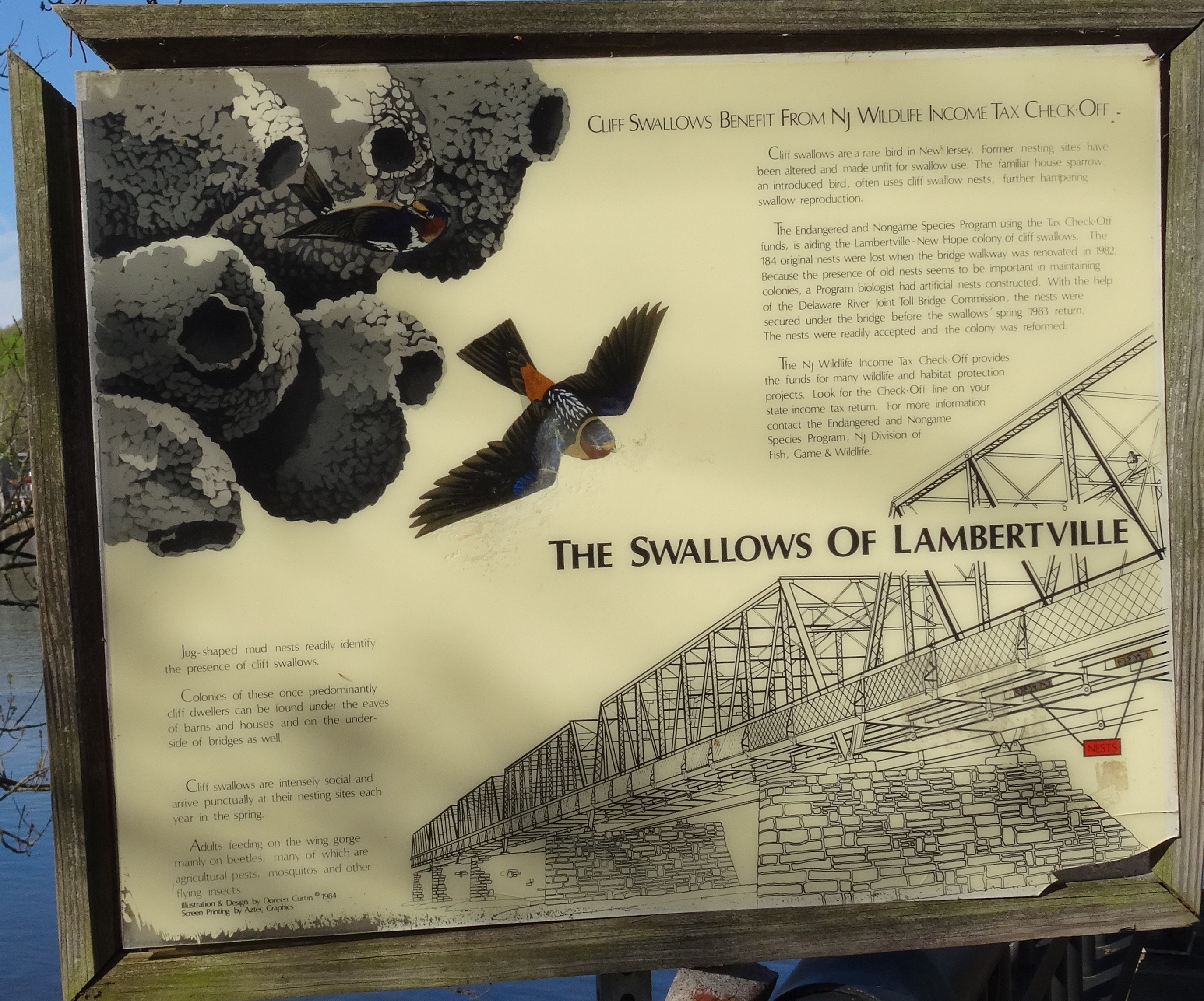 2017/4/23-Swallow Sign Decline-02